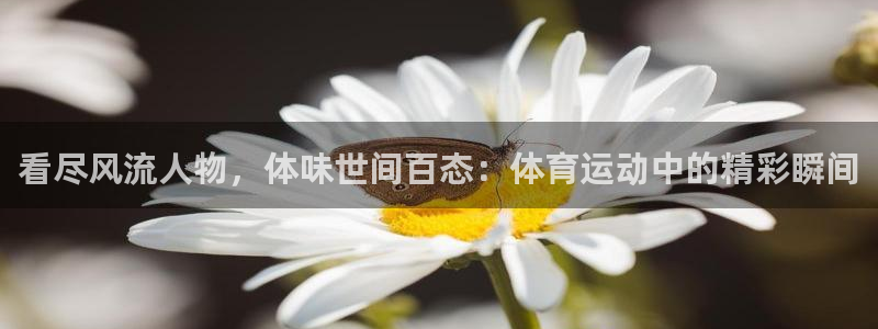三亿体育网：看尽风流人物，体味世间百态：体育运动中的精彩瞬间